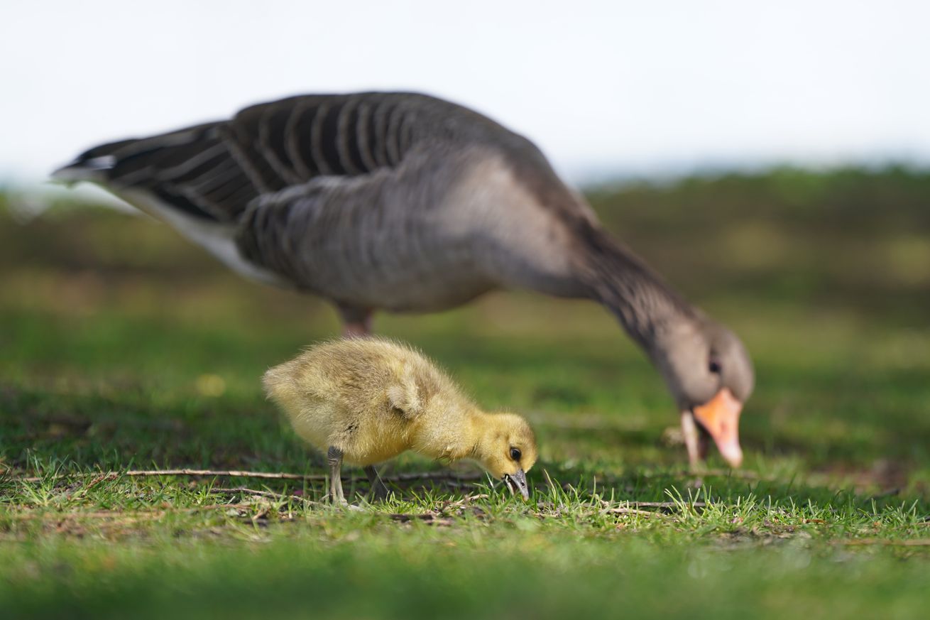 Goslings on the Alster