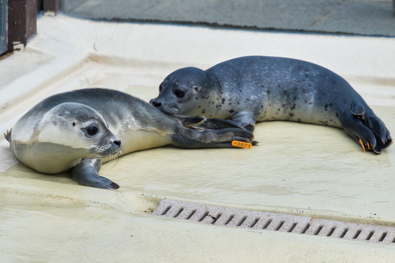Seal howlers move to the breeding area