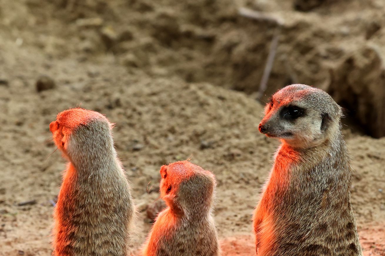 “Meerkat concert” at the zoo