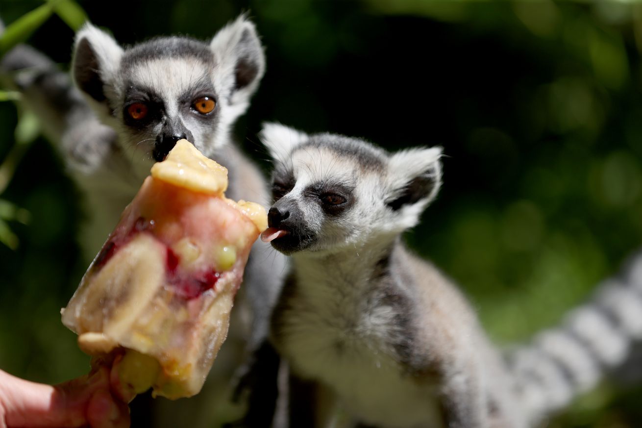 Zoo residents cool off with fruit cocktails in Turkiye’s